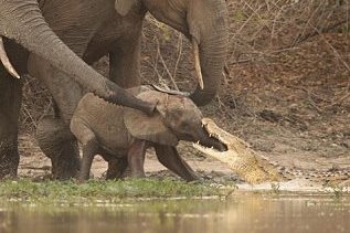 Мама-слониха спасла слоненка от атаки крокодила