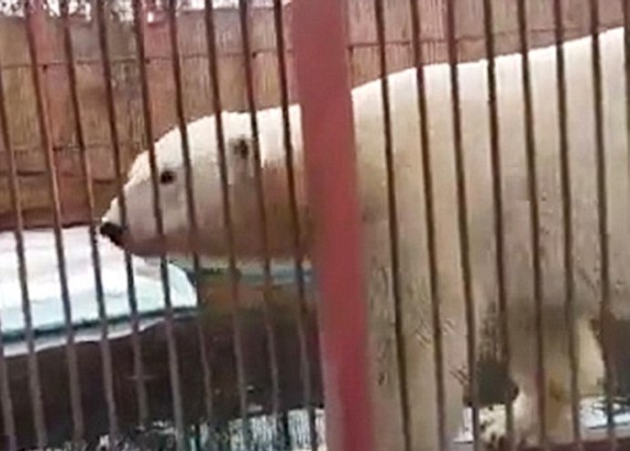 В алматинском зоопарке медведь подружился с тремя кошками