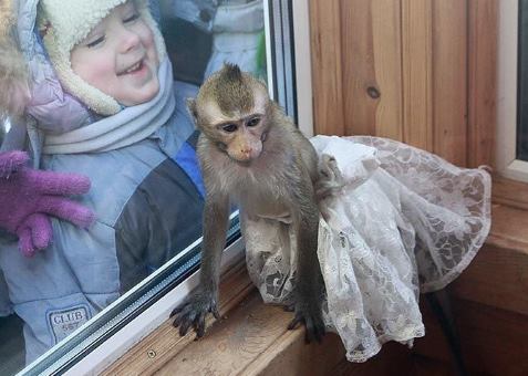 В зоопарке Барнаула устроили большую обезьянью свадьбу