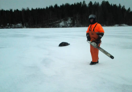 Финский рыбак помог заблудившейся нерпе