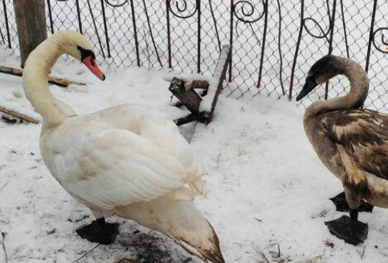 В Башкирии спасли от гибели двух лебедей