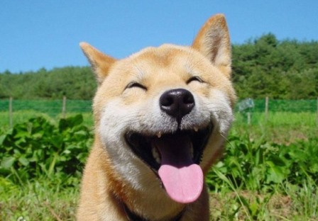 Собаки способны улыбаться друг другу
