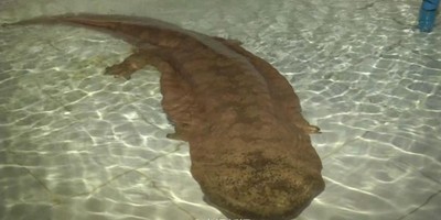 В Китае нашли редчайшую 200-летнюю исполинскую саламандру