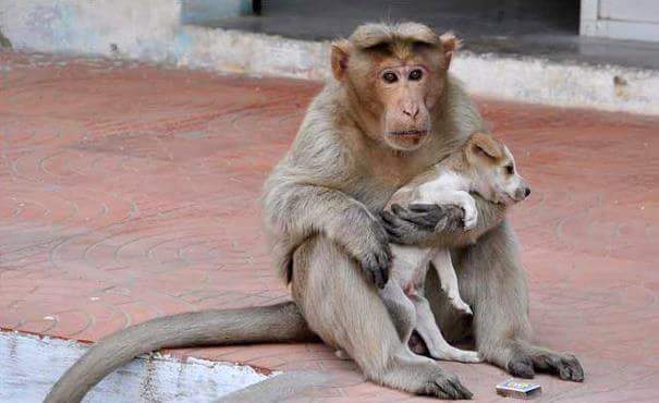 Читать В Индии обезьяна усыновила бездомного щенка