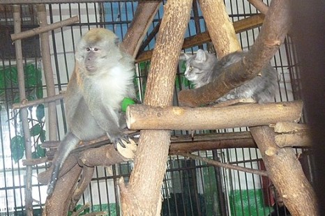 Читать В Большереченском зоопарке подружились обезьяна и кошка