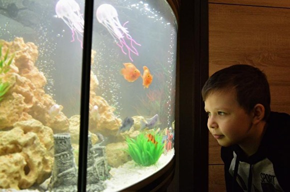 Читать Путин подарил аквариум с рыбками второкласснику из Ростова-на-Дону