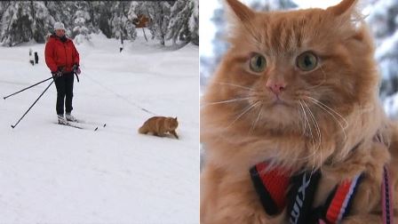 Норвежский кот-