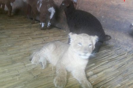 В Дагестане на ферме с ягнятами живет львенок