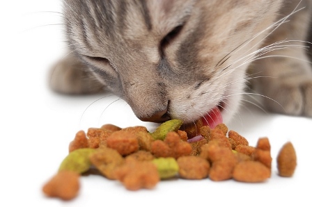 Читать Питание кошек: Кормам все возрасты покорны
