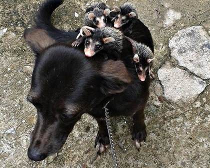 Собака заменила мать осиротевшим детенышам опоссума