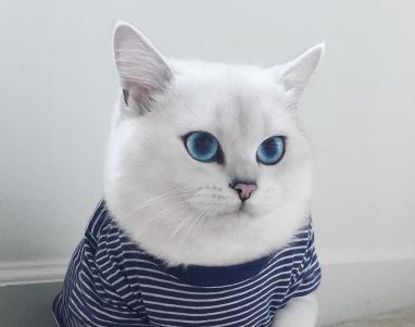 Кот с самыми красивыми глазами в мире стал интернет-звездой