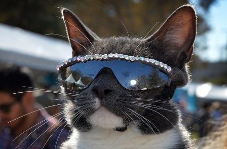 Бублик - кот в солнцезащитных очках