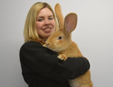 В Шотландии ищут нового хозяина для гигантского кролика