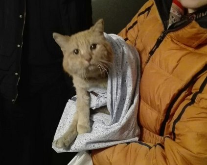 В Омске 12 часов вытаскивали кота из шахты многоэтажки