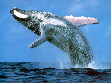 Прыжки помогают китам дышать под водой