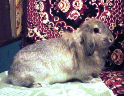 Читать В Перовском парке пристроили брошенного кролика