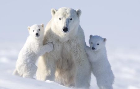 Читать Полярные медведи: 117 часов ожиданий на морозе ради уникальных фото