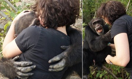 Выживший: история шимпанзе Понсо