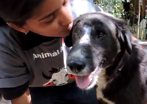 Читать Невероятное выздоровление собаки с огромной раной на морде