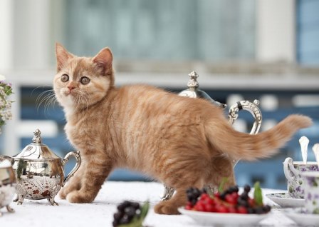 Читать Домашние питомцы: Кошка лазит по столам