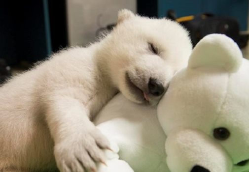 Читать В зоопарке Огайо ухаживают за крошечным белым медвежонком