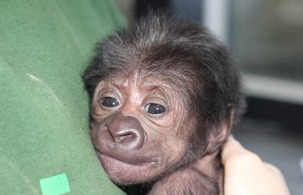 В Бристоле с помощью кесарева сечения помогли родиться детенышу гориллы