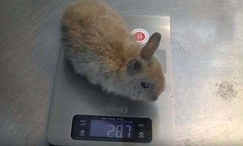 В Челябинске живет возможно самый маленький кролик в мире