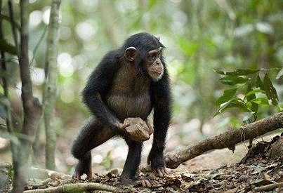 У шимпанзе в Африке замечен странный культ