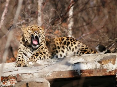 Дальневосточный леопард Николай станет отцом для многих детенышей