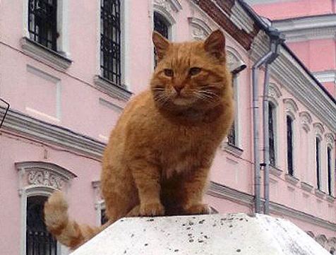 Читать Пять котов, которые устроены на работу в России