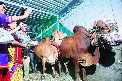 В Индии устроили богатую свадьбу быка и коровы
