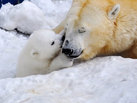 Читать Узнали пол белого медвежонка из зоопарка Новосибирска
