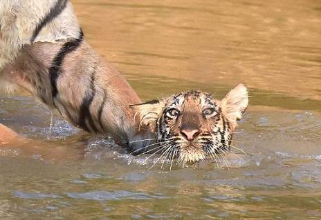 Читать В индийском заповеднике тигрица искупала своего детеныша
