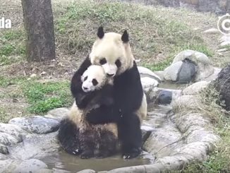 Мама-панда искупала своего детеныша