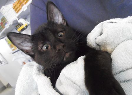 Косоглазый кот Альф стал талисманом ветеринарной клиники в Австралии