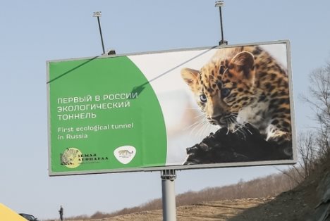 Читать В Приморье для леопардов открыли первый в России экологический тоннель
