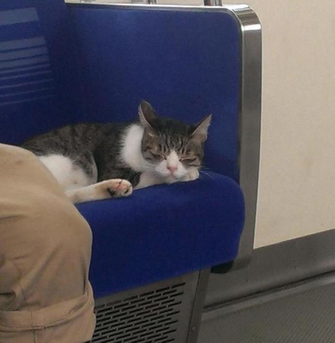 Читать В Токио прославился кот, который любит ездить в поезде метро