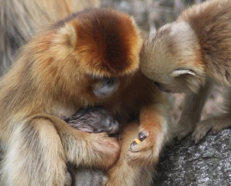 Читать Зоологи узнали, что у китайских обезьян есть акушеры