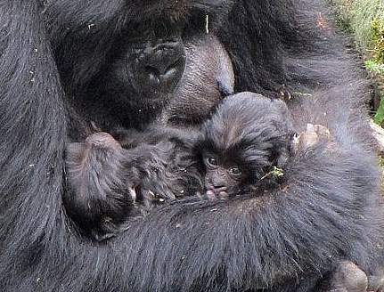 Читать В джунглях Руанды подрастают кудрявые гориллы-близнецы