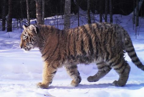 Читать Фотоловушка засняла тигрицу с тремя детенышами в хабаровском национальном парке Анюйский