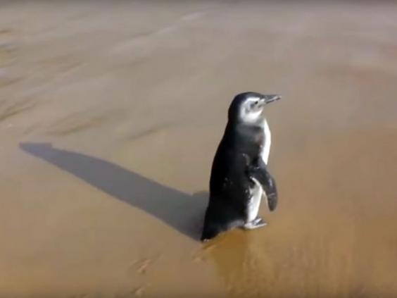 Пингвин проплыл более 20 тысяч километров ради встреч со спасителем