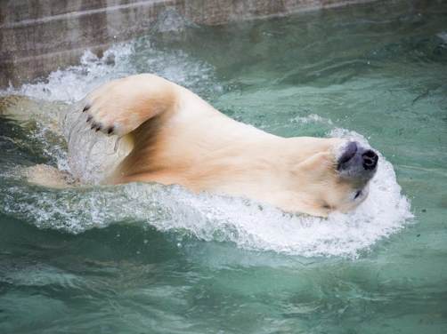 Читать Белый медведь Кай открыл купальный сезон в зоопарке Новосибирска