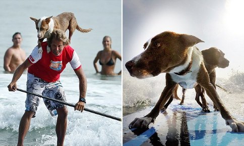 Читать В Австралии серферы катались по волнам с собаками