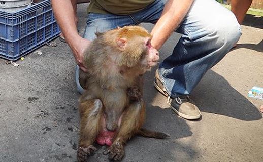 Читать В Таиланде спасли обезьяну, которая 25 лет просидела в тесной вонючей клетке