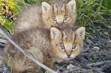 Читать В Израиле спасли двух детенышей дикого камышового кота
