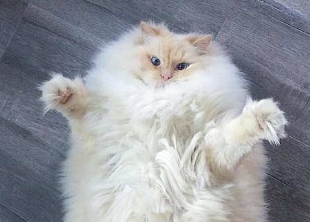 Пушистый кот-облачко набирает популярность в Instagram