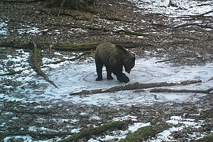В Брянском лесу фотоловушка засняла, как медведь играл на льду
