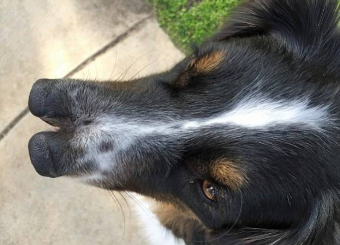 Тоби - пес с двумя носами (ФОТО, ВИДЕО)