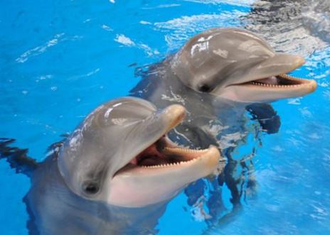 Читать Дельфины дают друг другу дельные советы