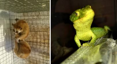 Московский зоопарк приютит ящериц и лори, которых незаконно ввезли в Россию